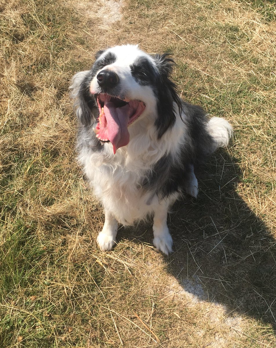 Amandagreysart's tweet photo. One happy boy https://t.co/k6ZHMnUPHr