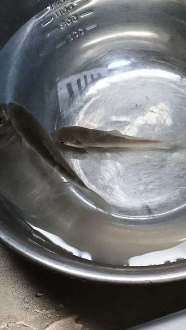 水槽の鮒を使って、鯉こくならぬ鮒こくを作ってみようと思う
外飼いとはいえずっと水槽にいたんだから多分臭くない……はず! 