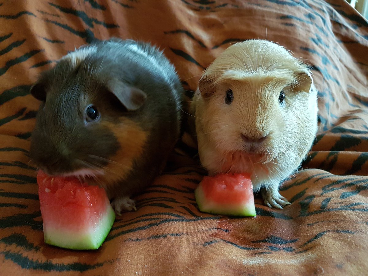 thepigposse's tweet photo. Some photos from their #watermelontreat the other day 😍
#guineapig #cavy #thepigposse #PossePrincess #TheTrotters #TheFurryBachelor #LuckyNo13 #GingerDuo https://t.co/Im5UbLnUIP