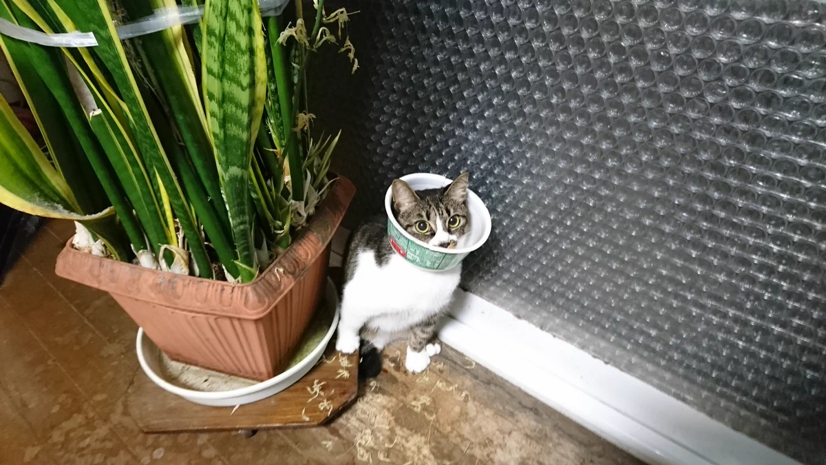 丁度よい大きさｗ猫にエリザベスカラーの代わりに付けたものｗｗｗ