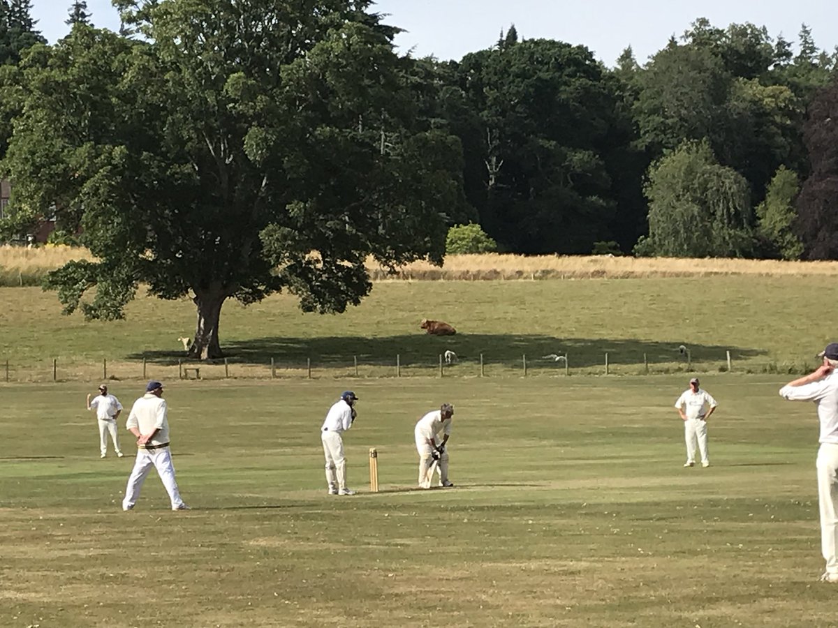 DavidNoelMiller's tweet image. Highland cow corner at @RossiePrioryCC