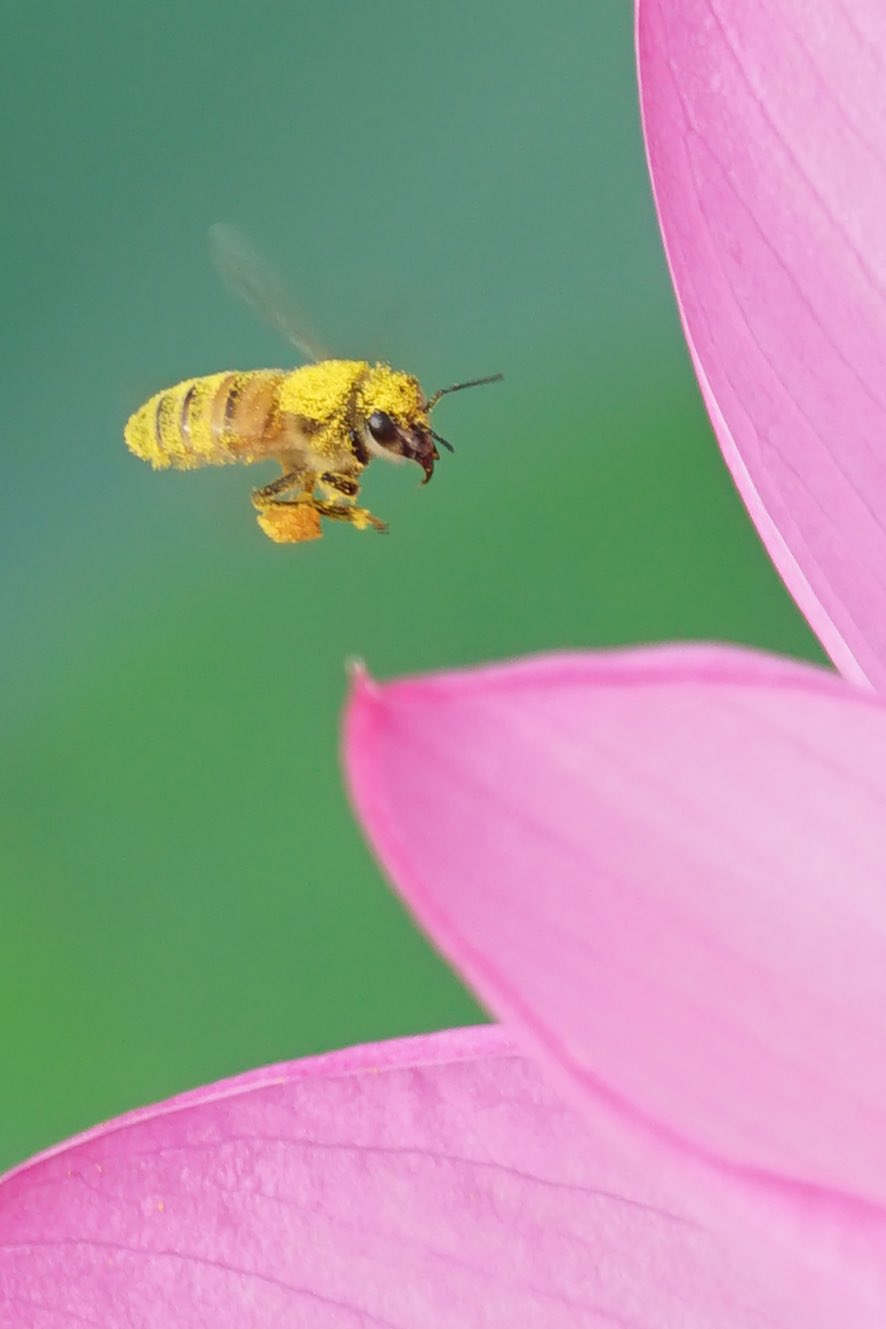 D302k Al Twitter ハスの花粉を集める花粉塗れの蜜蜂 川越 写真 ハチ 蜂 ハス 伊佐沼 T Co Apsd4d1yj5 Twitter D302k Al Twitter ハスの花粉を集める花粉塗れの蜜蜂 川越 写真 ハチ 蜂 ハス 伊佐沼 T Co Apsd4d1yj5 Twitter