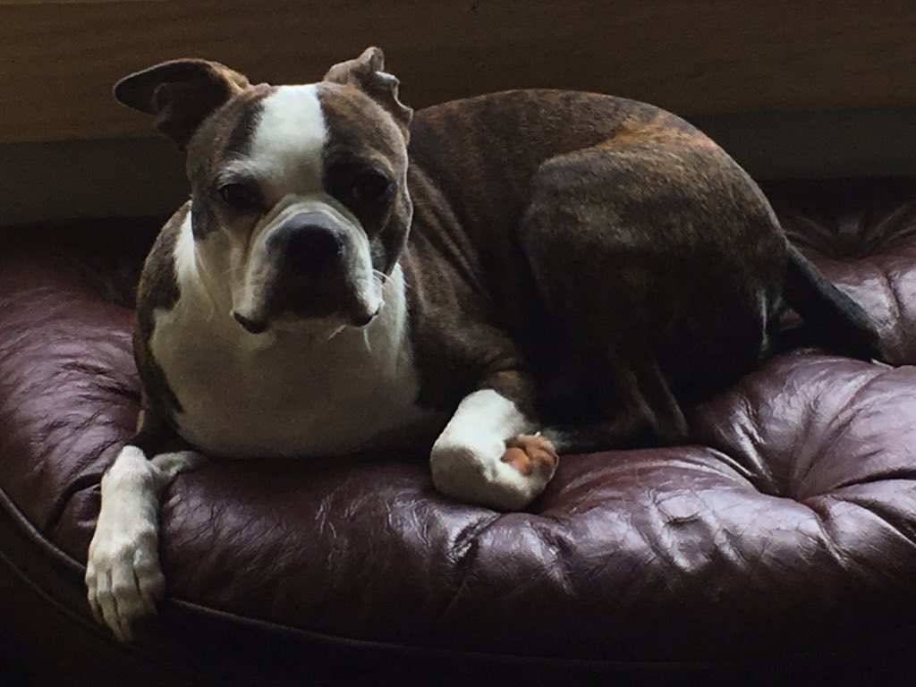 My handsome Luffy. We got him today three years ago. #BostonTerrier #bostonterrier <a href="/bterrierdogs/">Boston Terrier World</a> <a href="/bostonsarebest/">Boston Terrier</a> <a href="/iBostonTerrier/">iBostonTerrier.com</a>
