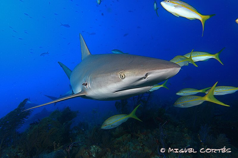 Desde enero 2019 la CIAT estipula el uso de #FADs  no enmallantes.  La flota #TUNACONS ya se encuentra probando prototipos de FADs no solo “No enmallante” sino también #Biodegradable y así contribuir a eliminar enredamientos de los tiburones. Día de la #ConcienciaPorLosTiburones
