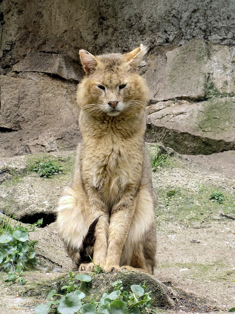 Abie Passons Au Chat Je Vous Presente Le Chaus D Asie Du Sud Aussi Appele Chat Des Marais Ou Chat De Jungle Dans Toute Sa Classe Intergalactique T Co 5v2hslvneg T Co Erstsfpxjs Abie Passons Au Chat Je Vous Presente Le Chaus D Asie Du Sud Aussi Appele Chat Des Marais Ou Chat De Jungle Dans Toute Sa Classe Intergalactique T Co 5v2hslvneg T Co Erstsfpxjs
