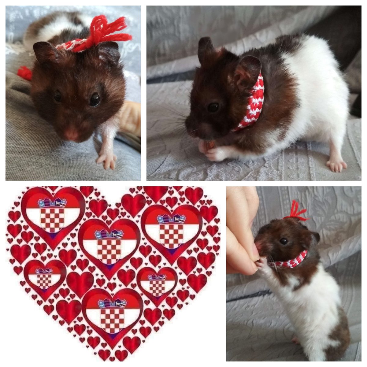irenakralj's tweet photo. naš najmanji navijač Bozo / our smallest football fan Bozo #CRO #WorldCup #WorldCup2018 #Croatia #CroatiavsFrance #FIFAWorldCup #FifaWorldCup18 #hamster #fan https://t.co/X5gaiYg7DY