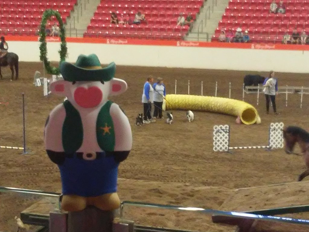 Guy_at_Large's tweet photo. #CPACow  just enjoying watching the dog rodeo    @CalgaryParking https://t.co/56uXzLXd5T