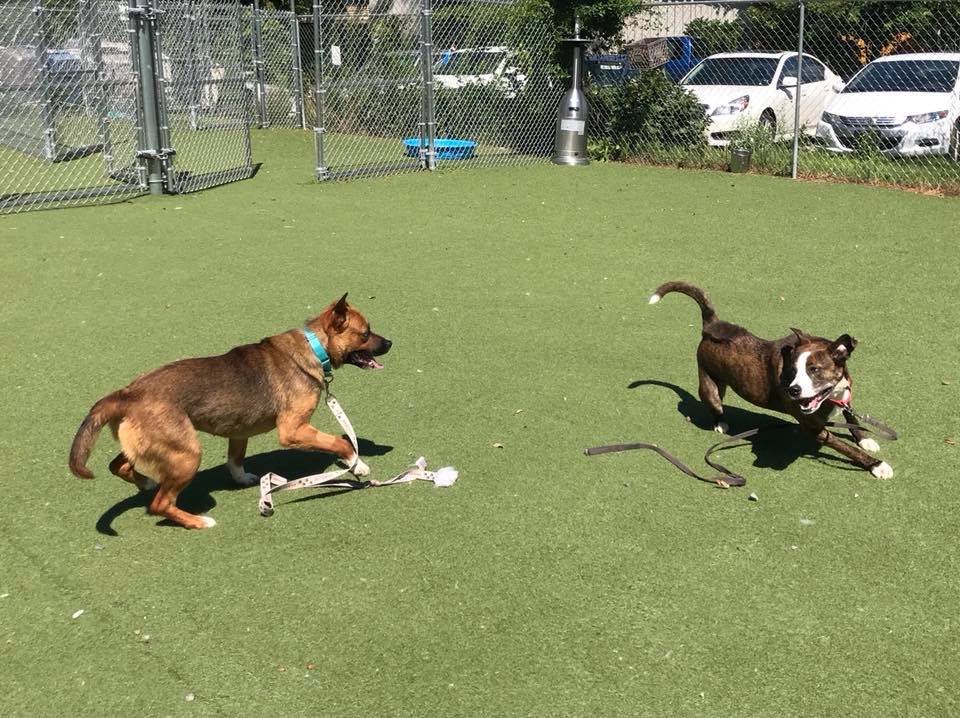 Brother Wolf Animal Rescue on Twitter: "A few pics from playgroups