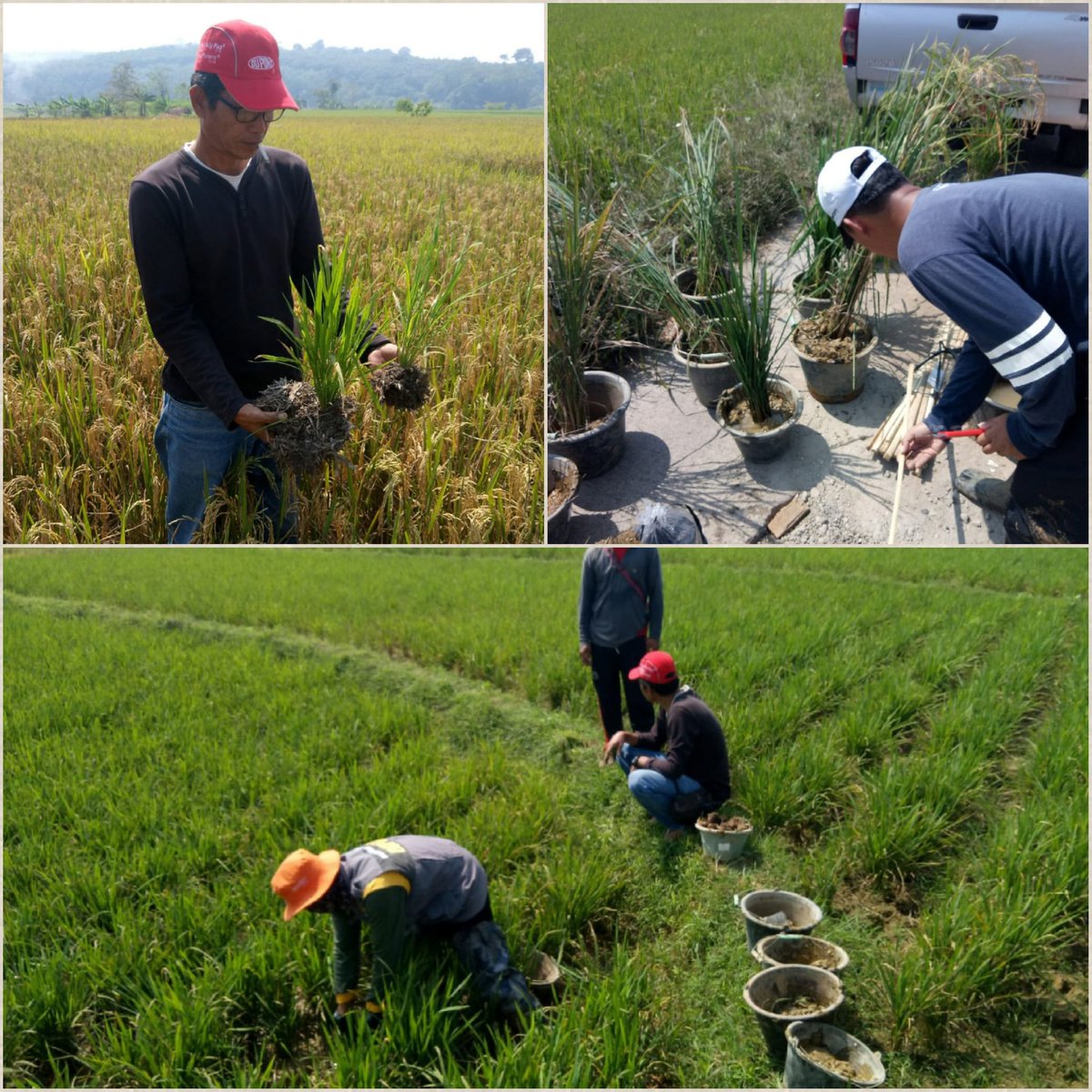bbpopt's tweet photo. #PengawalOPT
Latihan P3OPT Pangan Angk I bagi THL-TB-POPT siap digelar di @bbpopt pd 15-30 Juli 2018. Walau libur anggota KJF POPT ttp menyiapkan bahan keragaan untuk suksesnya kegiatan #POPTKeren #SpotStop @ditlin_tp @Ditjen_TP_News @kementan https://t.co/1fJpOohw0o