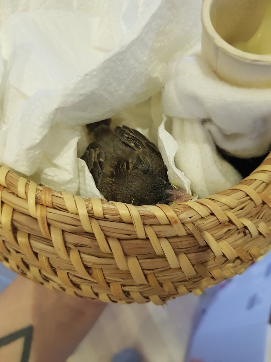 SmolBirbEmil's tweet photo. After feeding I enjoyed the warm handsies of Dummy and Mom until it was time to finally go to my selfmade birds nest and sleep. https://t.co/fokdzUV1yn