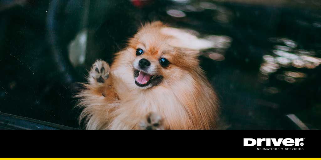 TalleresDriver's tweet photo. #ConsejosDriver Si tienes mascota recuerda no dejarla tiempos prolongados en el interior del auto ¡ES PELIGROSO! https://t.co/dSygsC6m8R