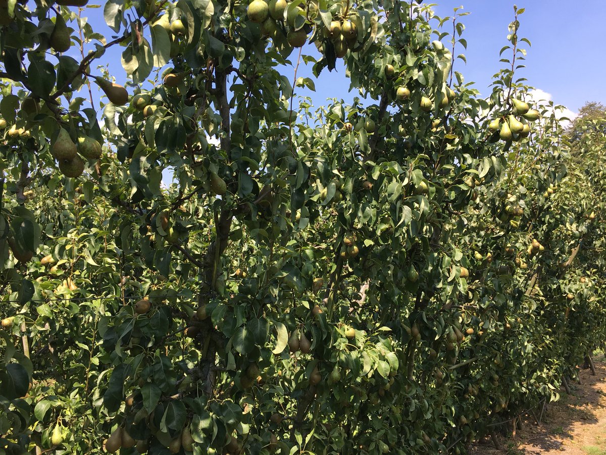PHC_notermans's tweet photo. Rondje met de maat gelopen in de #bio #conference 40-55 mm nu al gemeten. Nog 6-7 weken te gaan à 3mm moet dus goed komen. Wordt wel langzaam aan droog. #biovin #opf en #fulvic25 blijven hun werk doen voor de #bodembiologie en #plantweerbaarheid @PHC_PlantHealth https://t.co/JnO1yF3v1O