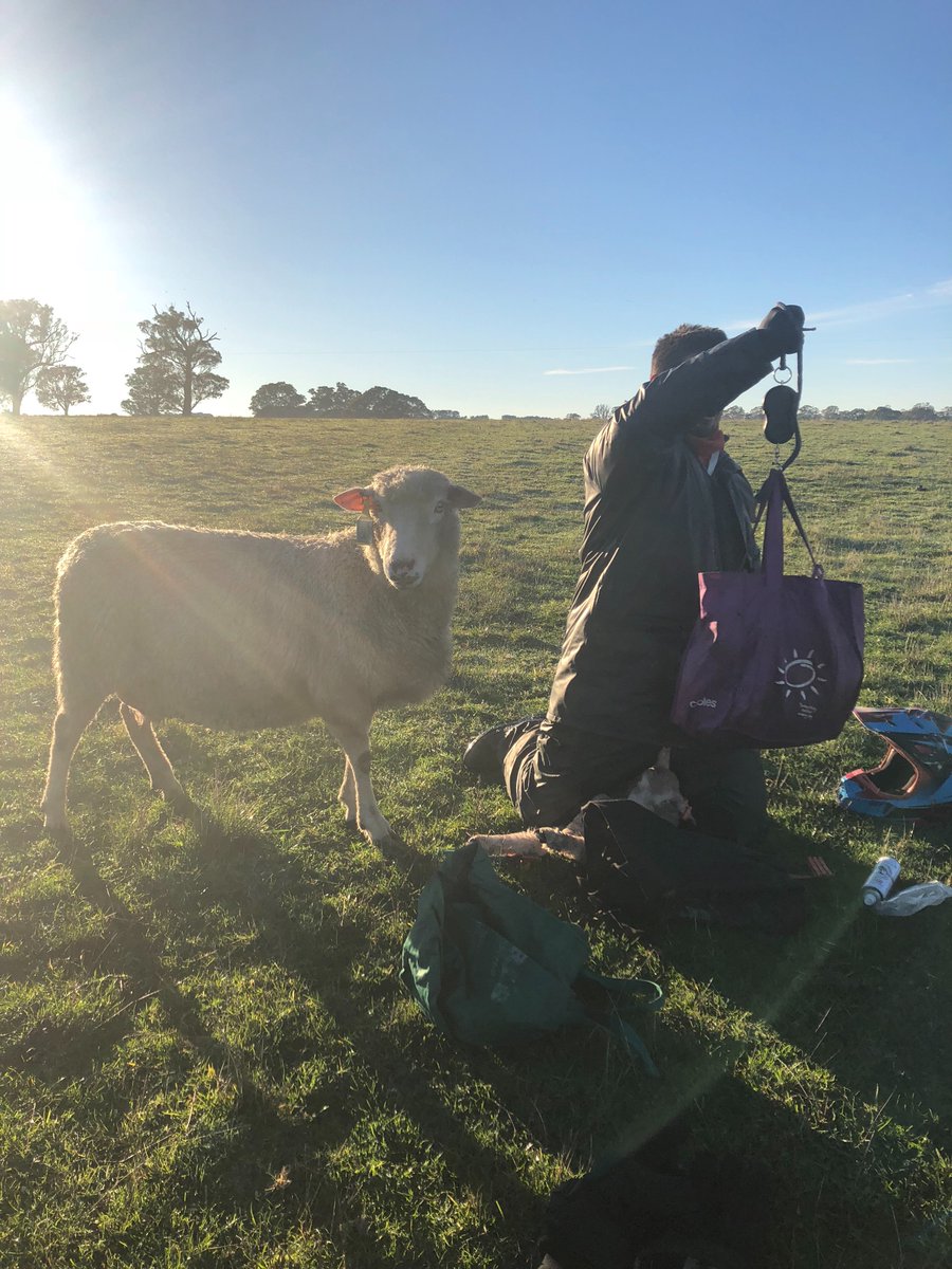 ClovenHills's tweet photo. Job satisfaction- seeing Cloven Hills ewes in action as 2018 performance recording gets underway.

#topmothers #thenumbersstackup
#betterewes
#notleavingwithoutmylambs
#morelambsinthecradle
#lambplanasbvs https://t.co/n9f2cIWRXq
