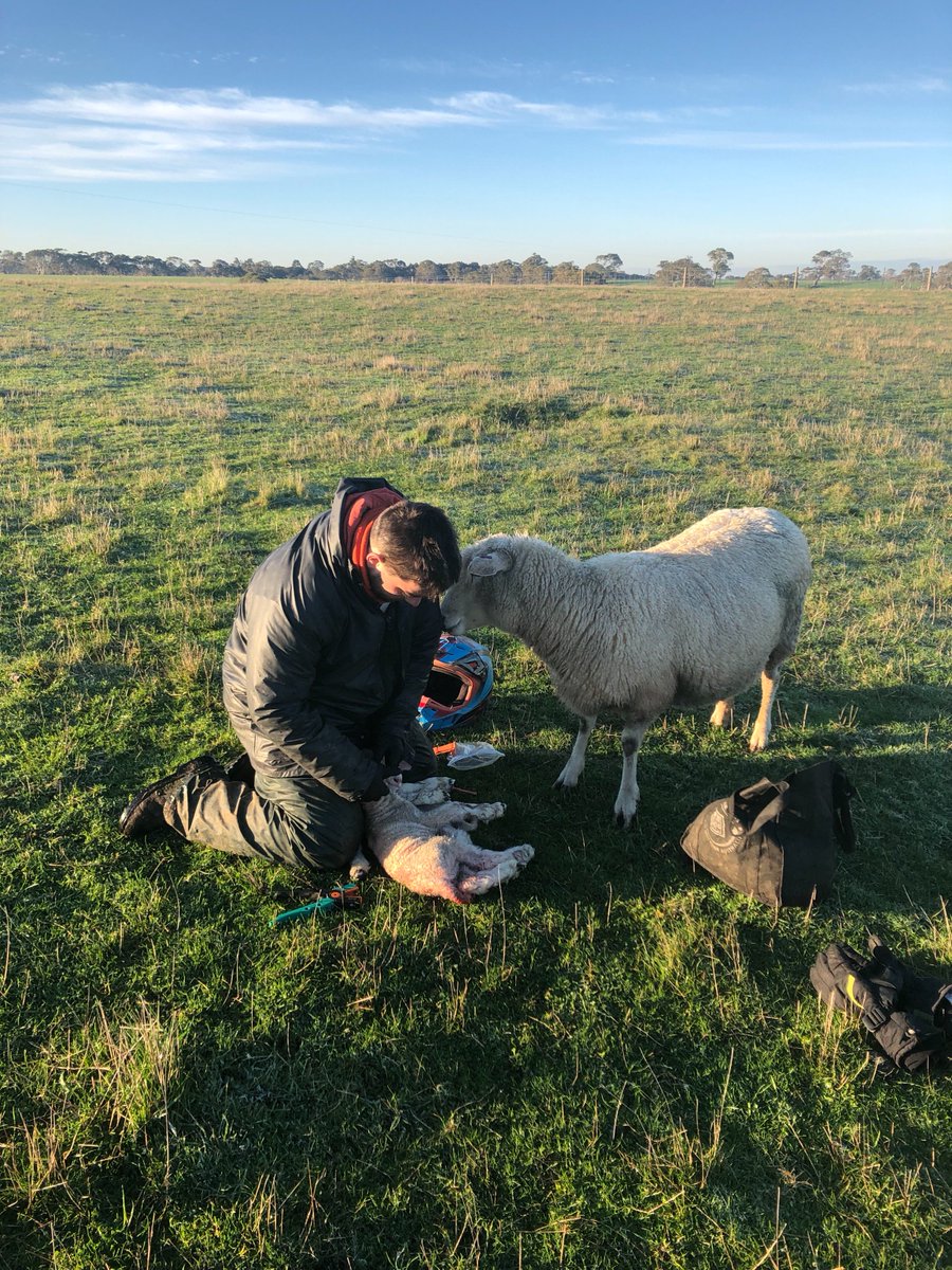 ClovenHills's tweet photo. Job satisfaction- seeing Cloven Hills ewes in action as 2018 performance recording gets underway.

#topmothers #thenumbersstackup
#betterewes
#notleavingwithoutmylambs
#morelambsinthecradle
#lambplanasbvs https://t.co/n9f2cIWRXq
