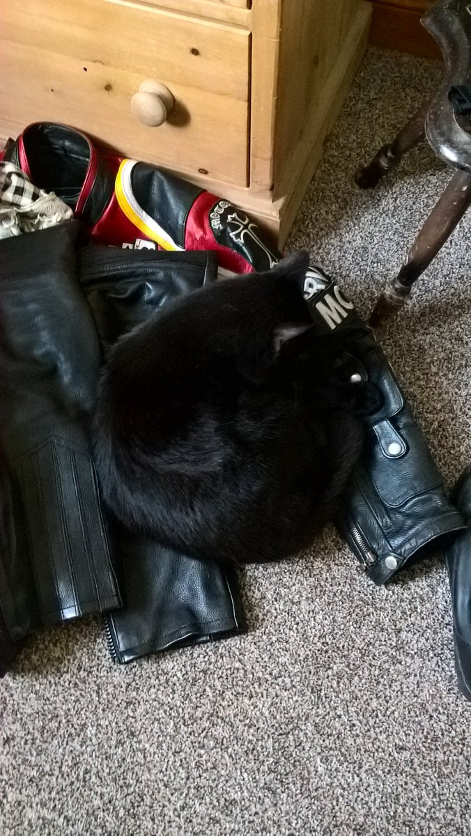 Marvin sleeping on my leathers #bikerkitty