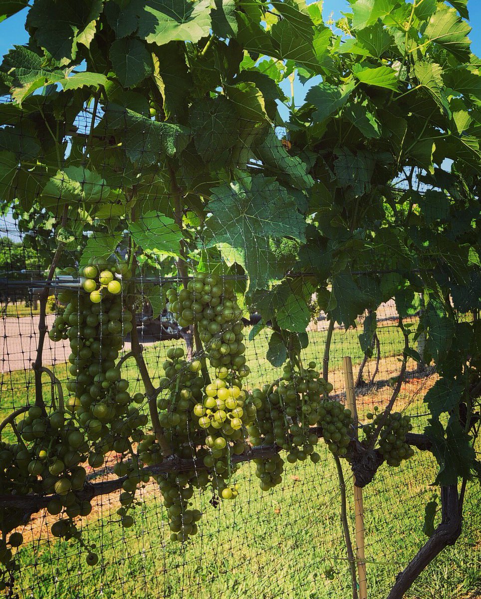 Greetings from the #tnwine country! #wine #grapes #winegrowing #oak #barrels #petraeaplus #craftwine #saleslife #clarksville @BeachavenWine