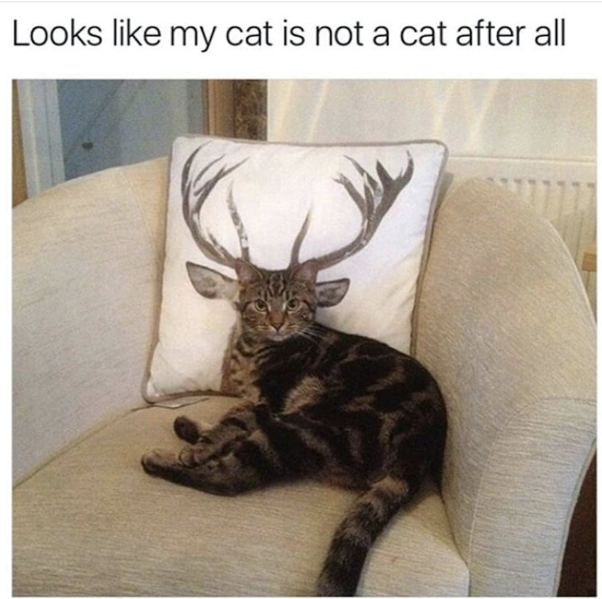 Anyone else's cat in disguise? #sneekycat #funnycat #catwithantlers #pets #cat #catcushion