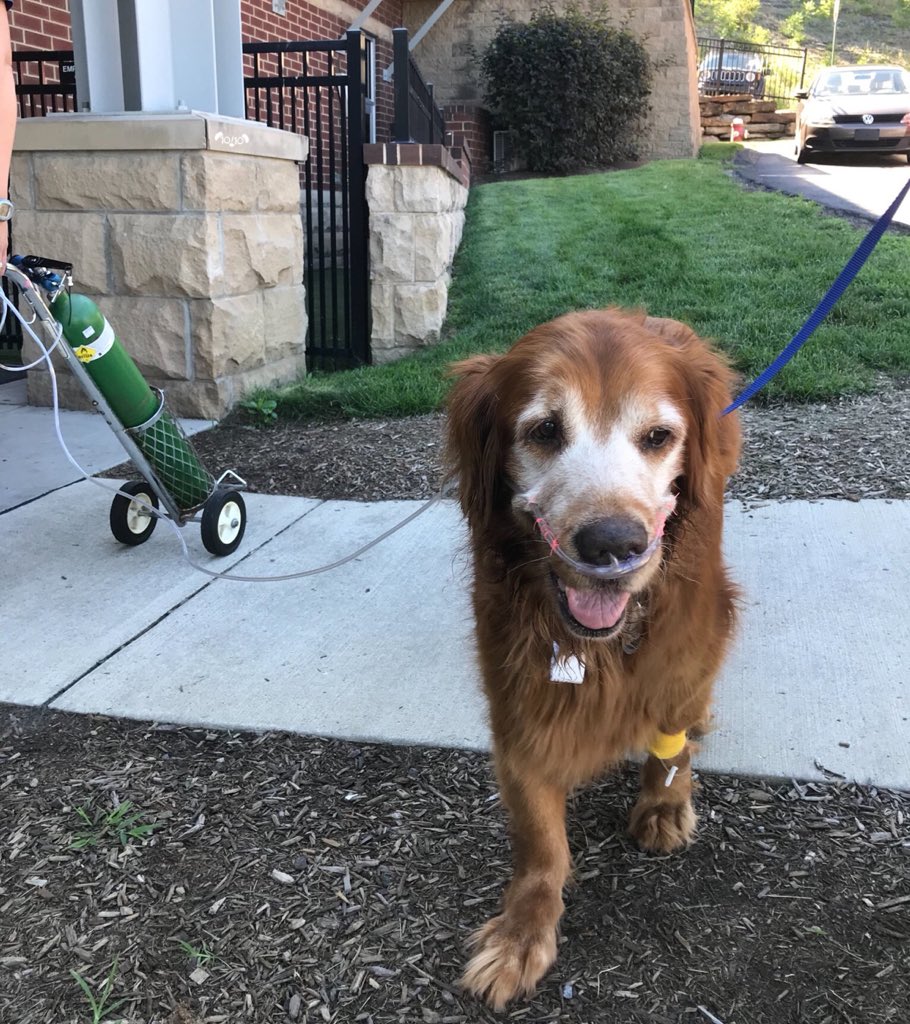 dog_rates's tweet image. This is Argos. He uses an oxygen tank to help him breathe ever since his heart failed. It just couldn’t handle how much he loves you. 14/10 #SeniorPupSaturday