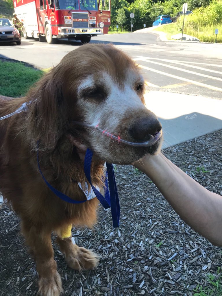 dog_rates's tweet image. This is Argos. He uses an oxygen tank to help him breathe ever since his heart failed. It just couldn’t handle how much he loves you. 14/10 #SeniorPupSaturday