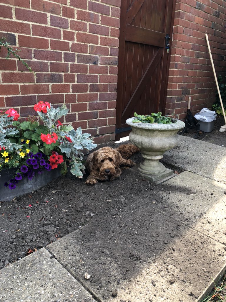 LuckyCockapoo's tweet image. Hot. Digging myself a cooling off pit.