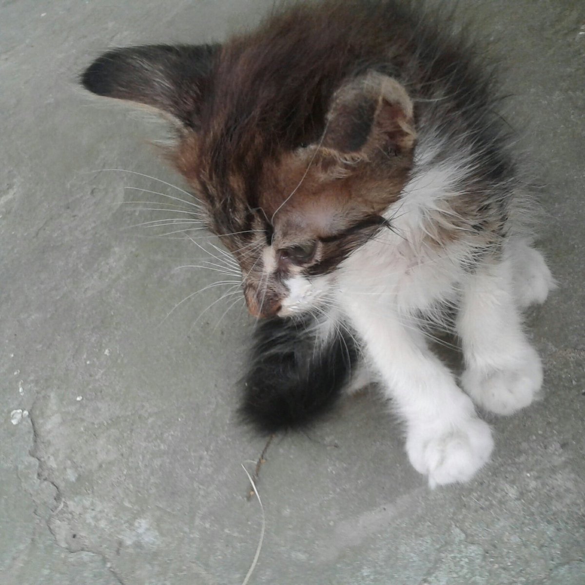 sarra_tebib's tweet photo. If you have cats or kittens please read that: If your cat stops eating suddenly,don't try to figure out what happened or wait for them to eat again.Force them to eat before the first 48 hours.
We didn't know that and now my kitten is dying.(before⬆after⬇) #cats #health #kittens https://t.co/Ag1TjeaNDX