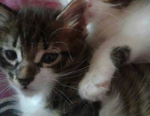 sarra_tebib's tweet photo. If you have cats or kittens please read that: If your cat stops eating suddenly,don't try to figure out what happened or wait for them to eat again.Force them to eat before the first 48 hours.
We didn't know that and now my kitten is dying.(before⬆after⬇) #cats #health #kittens https://t.co/Ag1TjeaNDX