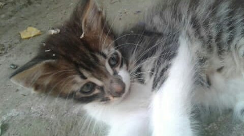 sarra_tebib's tweet photo. If you have cats or kittens please read that: If your cat stops eating suddenly,don't try to figure out what happened or wait for them to eat again.Force them to eat before the first 48 hours.
We didn't know that and now my kitten is dying.(before⬆after⬇) #cats #health #kittens https://t.co/Ag1TjeaNDX