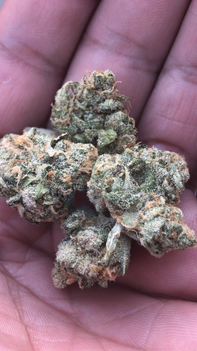 iamDependablez's tweet photo. Puta Breath #dependablez #CannabisCommunity #marijuana #puta #breath https://t.co/OWn2xv9djO