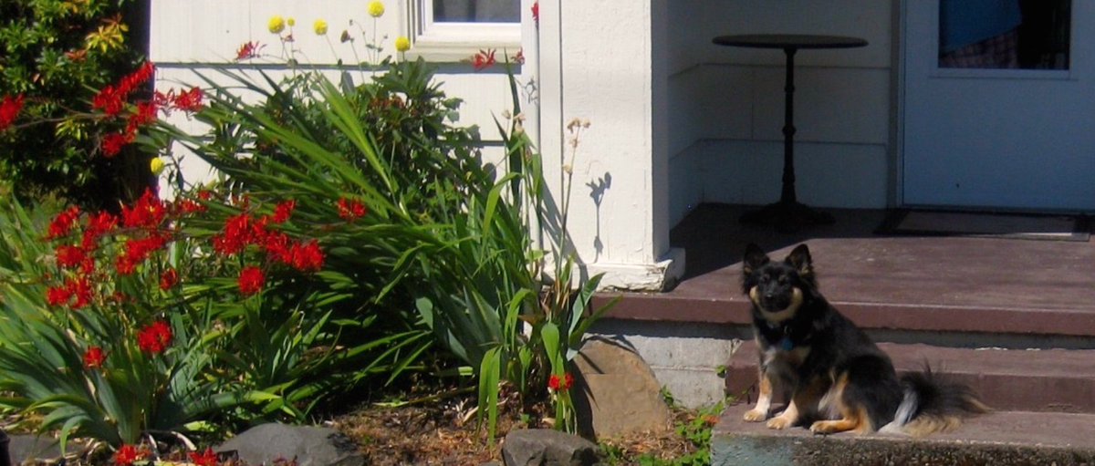 DmitriMatheny's tweet photo. #ScoutCamSaturday
Scout on the stoop.
#Beware #FerociousGuardDog #FortressSecurity https://t.co/9C3G7C37eG
