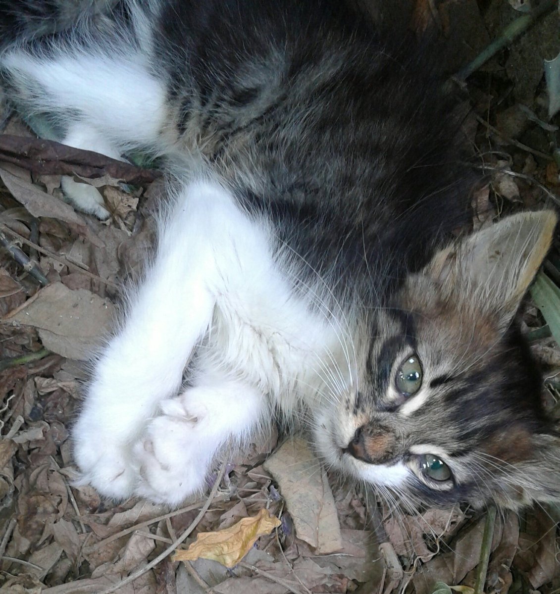 sarra_tebib's tweet photo. If you have cats or kittens please read that: If your cat stops eating suddenly,don't try to figure out what happened or wait for them to eat again.Force them to eat before the first 48 hours.
We didn't know that and now my kitten is dying.(before⬆after⬇) #cats #health #kittens https://t.co/Ag1TjeaNDX