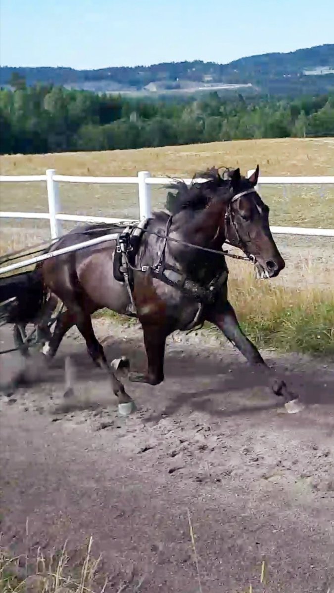 Born In the USA fikk strekke ut etter gårsdagens tapping. Fire hektiske uker igjen av avlssesongen. Deretter skal kruttet brukes i løpsbanen💪🏻