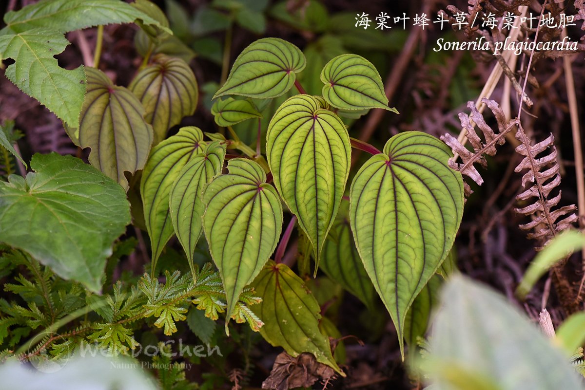 Wenbo Chen Sonerila Plagiocardia 海棠叶蜂斗草 海棠叶地胆 A Beautiful Herb Grows In Subtropical Forest Of Southeastern Yunnan 1000 Melastomataceae 野牡丹科https T Co Dv3lrexooz Twitter