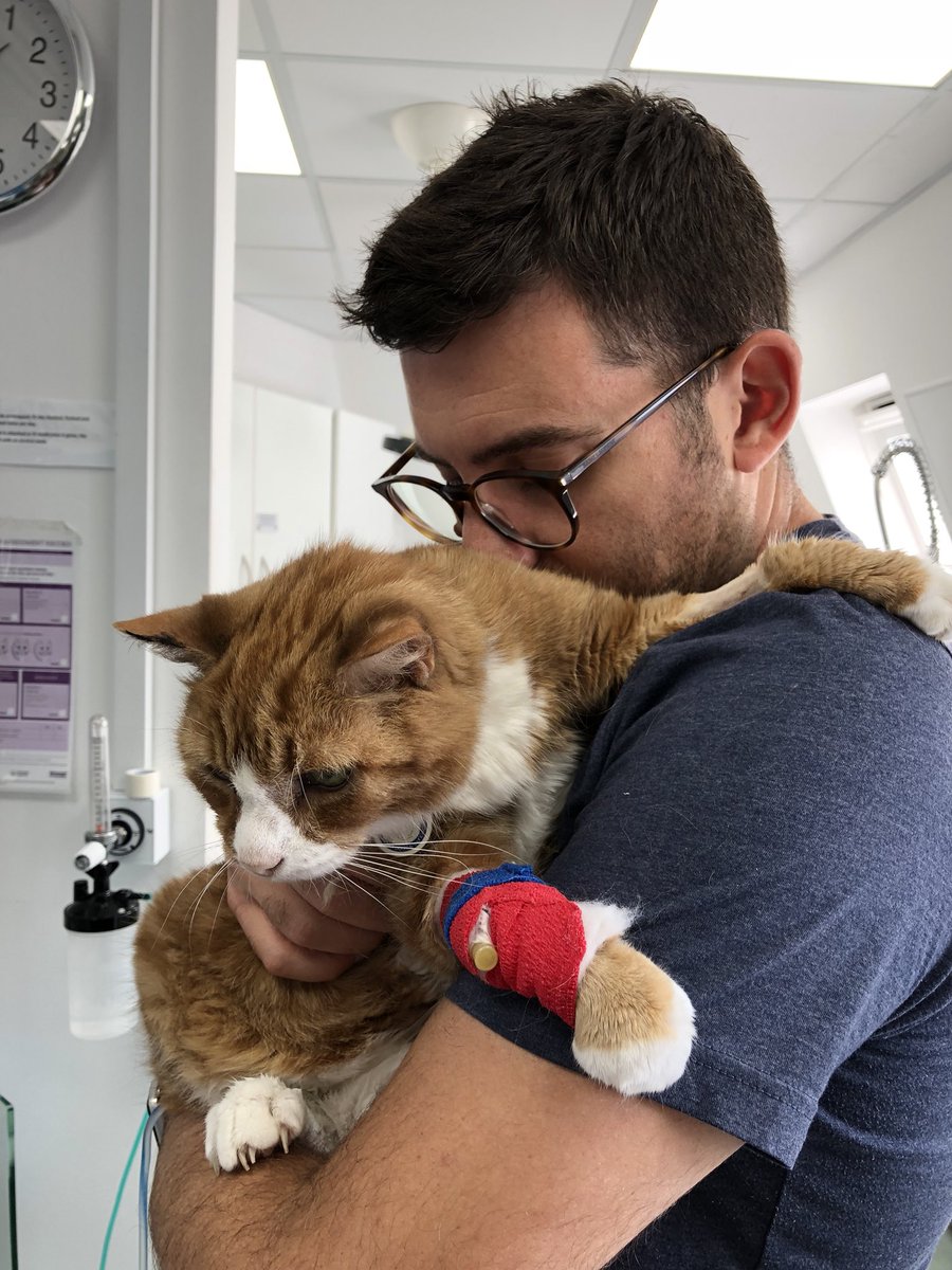 Cat with a drip in his paw