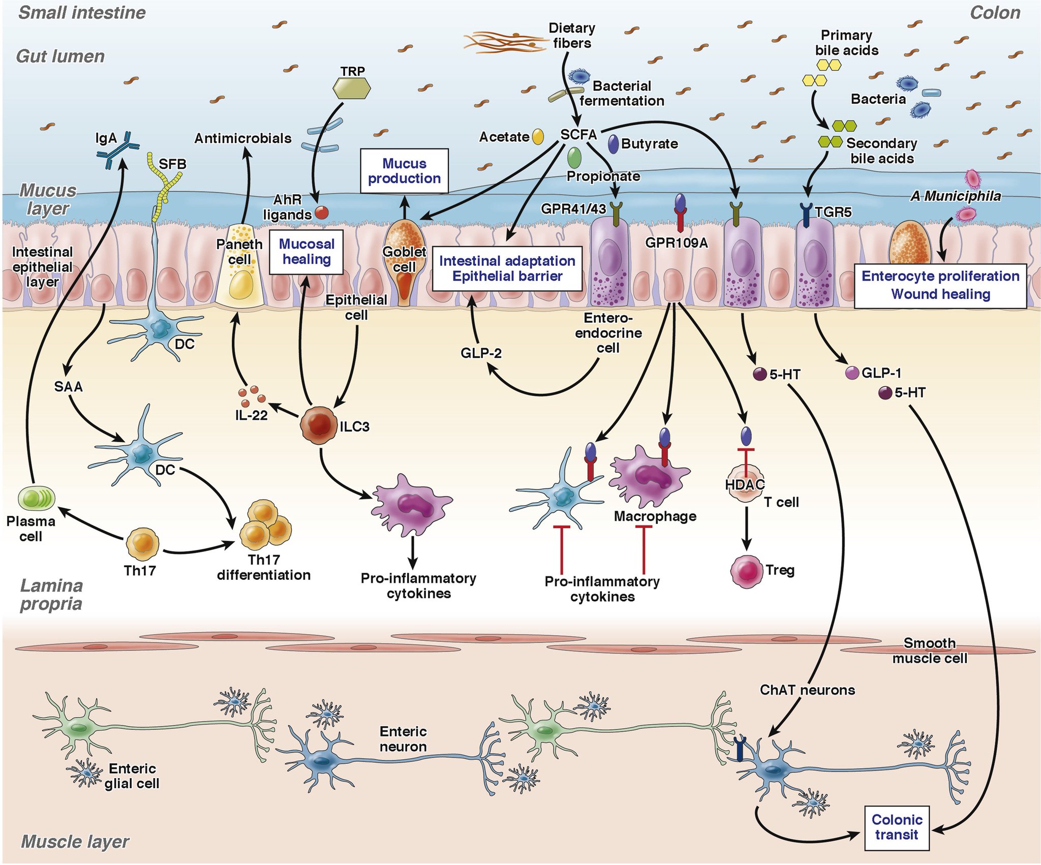 “New review discusses the role of #microbiota, the immune system and the #E...