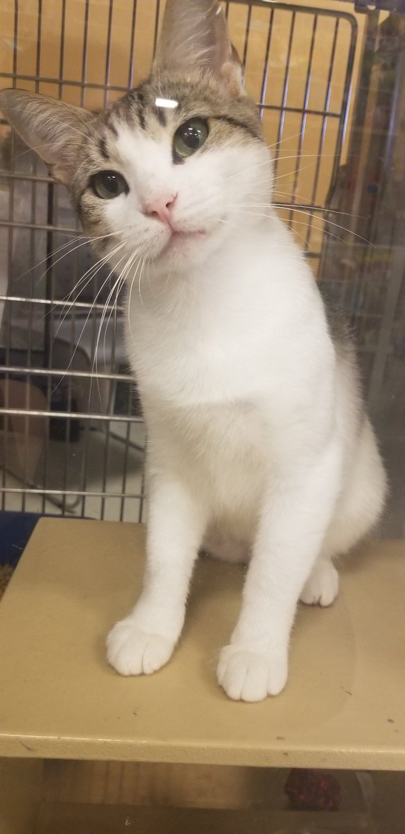 Meet Novia! She's such a playful cat waiting to find her fur-ever home!!
Come visit her, and make her part of the family!!@CMPD_ACC <a href="/PetSmartChariTs/">PetSmart Charities®</a> 
#AdoptDontShop #caturdaycuties #petsmart #adoptlove