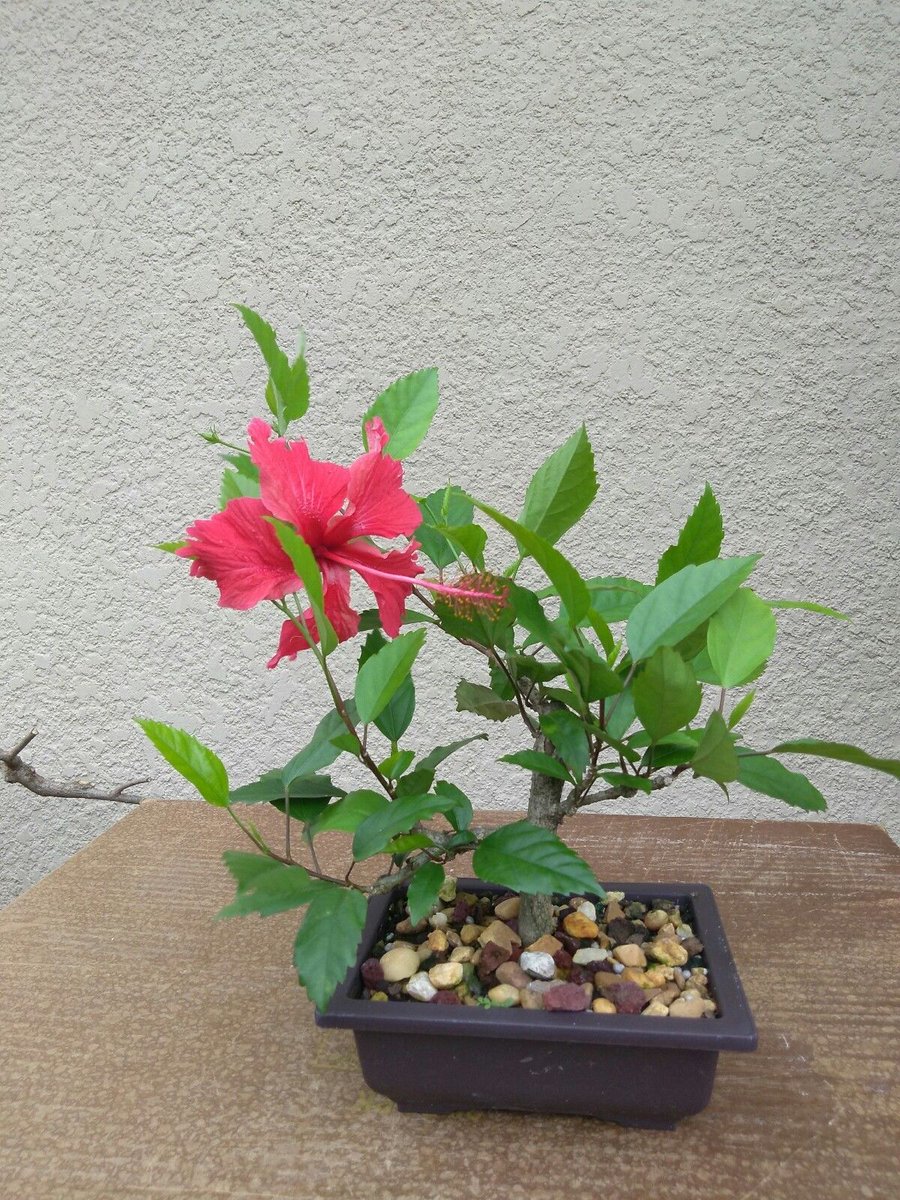 Wikibonsai Com On Twitter Red Hibiscus Flowering Pre Bonsai Tree In Bloom Updated Ready To Flower Again Https T Co Zluazbj9w9 Juniper Juniperusbrevifolia Juniperusphoenicea Https T Co 68qqyywwup
