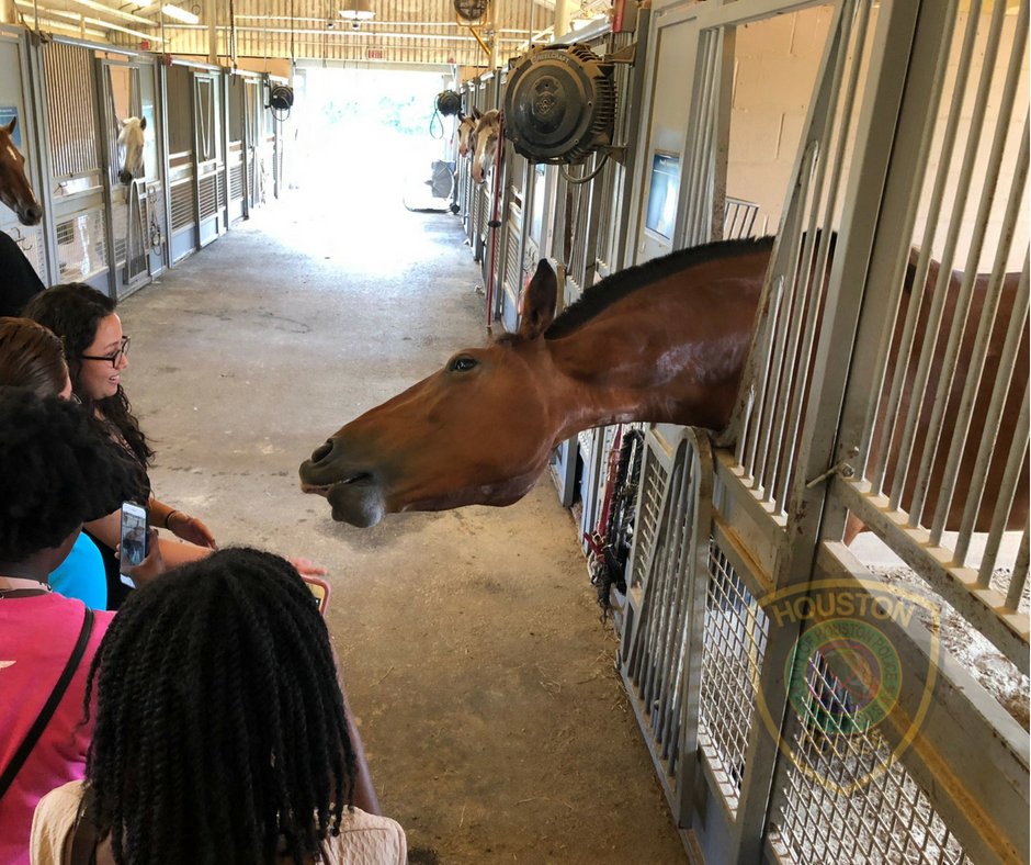 houstonpolice's tweet photo. The HPD Summer Interns had fun this week visiting our Mounted Patrol stables. The HPD stables are open to visitors Monday - Friday, Noon - 2pm and by appointment. For more information go to ==> https://t.co/hJzFDFLWtj 🐴🐴🐴 https://t.co/uErWaKu4aN