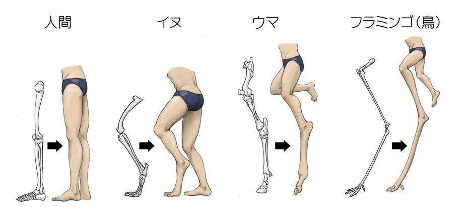 たいていの動物の足で足首を膝と誤解されることはよくあるけど、 人間の足を他の動物の足の骨ベースにしてみたら、どうなるか描いてみました。