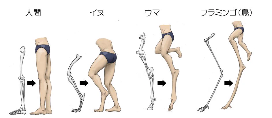 なんかわかんないけど、動物の骨格がわかりやすいイラストｗ