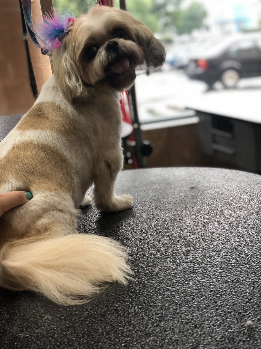 Brickyard Petsmart tweet media