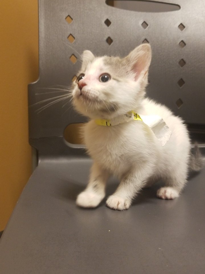 Meet Ozzie! He's such a cute little kitty waiting to find his fur-ever home!!
Come visit him, and make him part of the family!!@CMPD_ACC <a href="/PetSmartChariTs/">PetSmart Charities®</a> 
#AdoptDontShop #caturdaycuties #petsmart #adoptlove