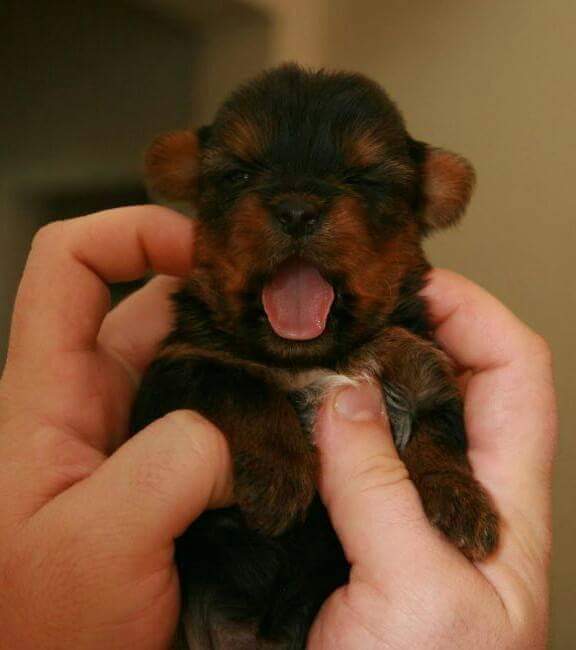 Luxury Yorkies (LuxuryYorkies) Twitter