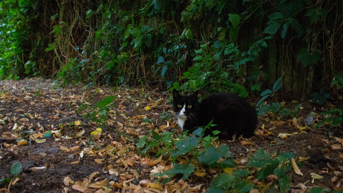 overkamp_films's tweet photo. Cat in Garden #Garten #garden #Katze #cat #nature #natur #fotografie #overkampfilms https://t.co/M8bkwHMkm8