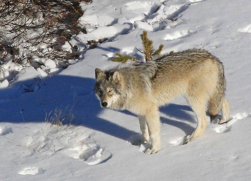protectthewolve's tweet photo. More Possible Yellowstone Wolves to be slaughtered this Year - #OpposeWelfareRanchingNotWolves #WolvesInYellowstone -
Yellowstone Wolves need Our Proposed Sacred Resource Protection Zone as shown by this backwards vote in this Bloodthirsty ... - https://t.co/sHQJJvSIJx - https://t.co/eQOHs05paX