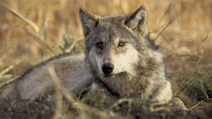 protectthewolve's tweet photo. The Ethics of Saving Wolves - #OpposeWelfareRanchingNotWolves #WolvesInYellowstone -
The Ethics of Saving Wolves
The relationship between wolves and people raises deep questions that we still need to answer,... - https://t.co/sDfiV4vTTP - https://t.co/MoZRjE1FZU