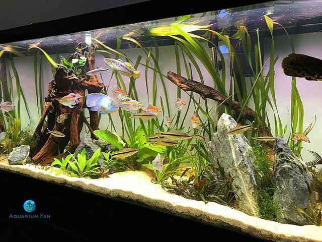 75 gallon aquascape