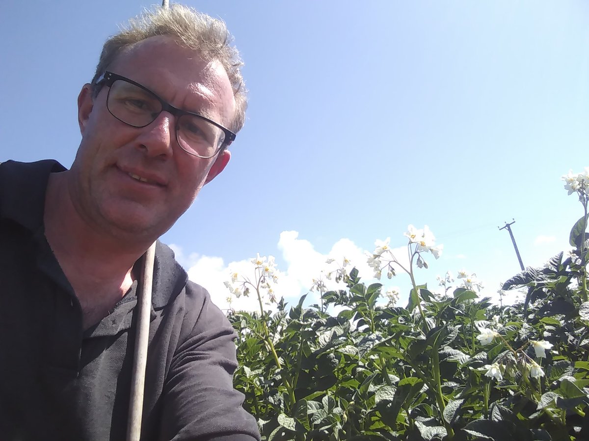 Rouging our <a href="/SarpoUK/">Sarvari Trust</a> seed potato crops ahead of our <a href="/APHAgovuk/">APHA</a> inspections on Monday