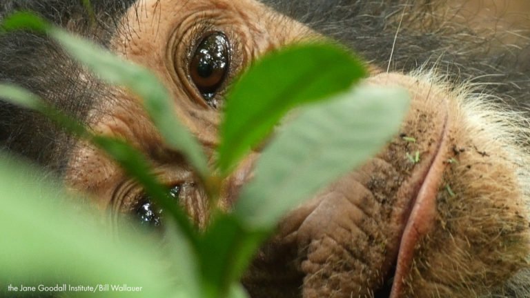 JaneGoodallInst's tweet photo. Happy happy happpyyy FIRST #WorldChimpanzeeDay!! Let your pant-hoots out and stand up for chimpanzees - with whom we share so much, from whom we have so much more to learn! Together, we can save them. Find &amp; more and take action: https://t.co/brUF0PZxHZ #chimpanzees https://t.co/CALiktIxVK