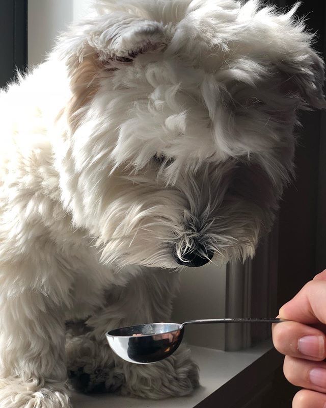 OlieAllred's tweet photo. We were told honey is good for soothing a dogs throat but Olie is not convinced. #oliekitty #ilovemywestie #westhighlandterrier #chicagodog #westie #windowdog #cutedog #dogsofinstagram #cutepooch https://t.co/Iu5G1GsIyM https://t.co/tP86Inu0fU