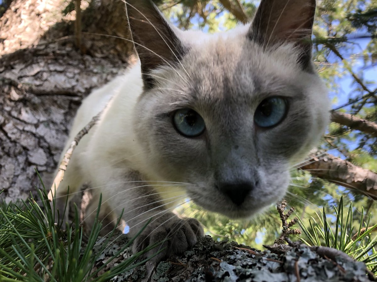 canopy cat rescue canopycatrescue twitter